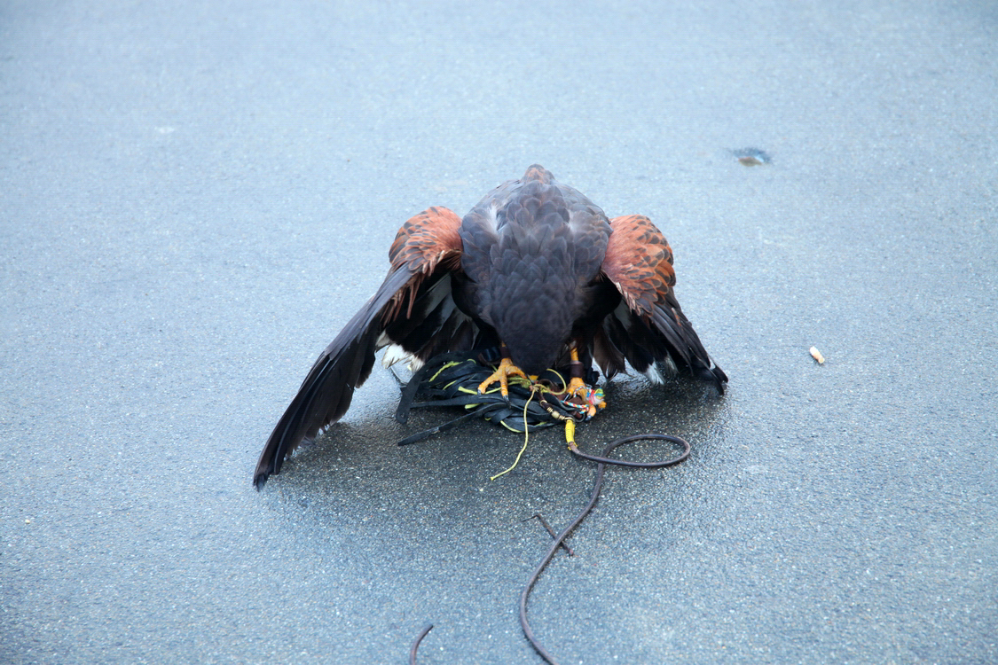 Falconeria_72.JPG