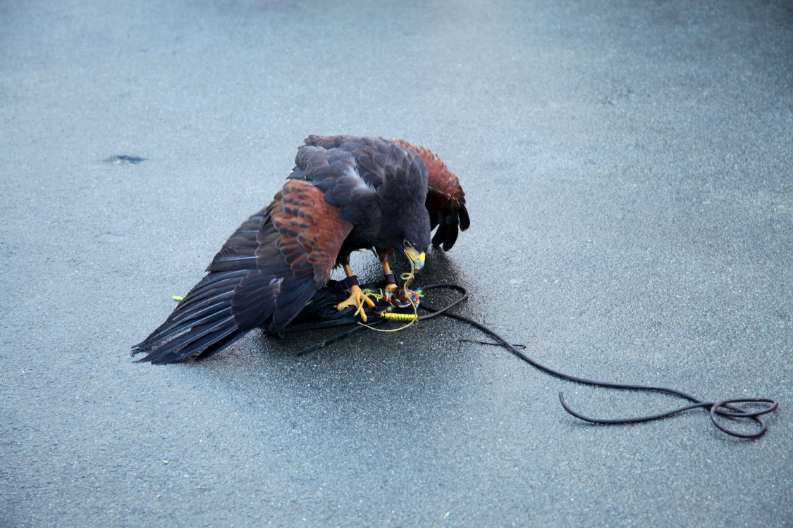 Falconeria_73.JPG