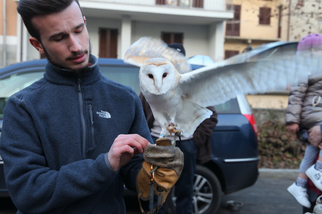 Falconeria_79.JPG