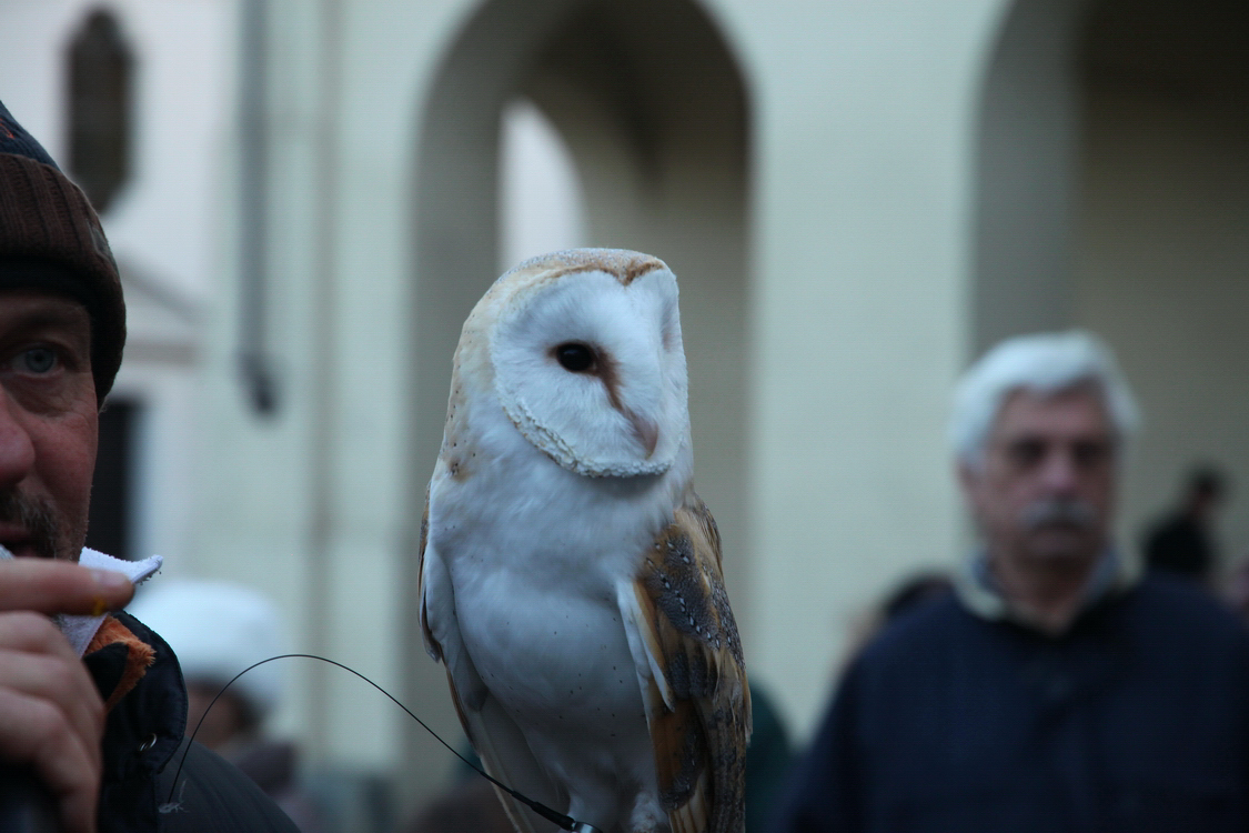 Falconeria_85.JPG
