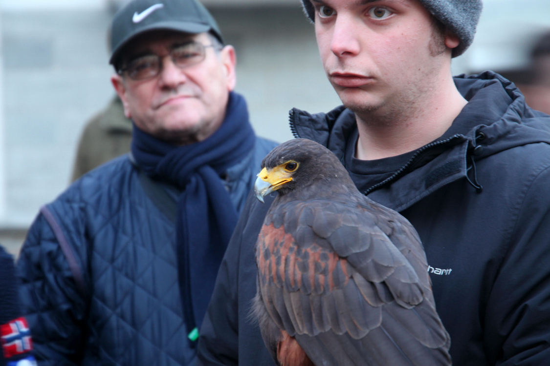 Falconeria_93.JPG