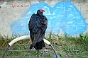 Falconeria_03