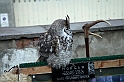 Falconeria_04