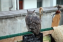 Falconeria_05