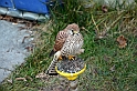 Falconeria_07