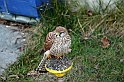 Falconeria_08