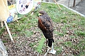 Falconeria_09