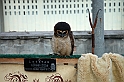 Falconeria_10