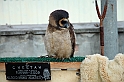 Falconeria_11