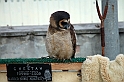Falconeria_12