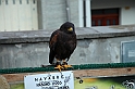 Falconeria_13