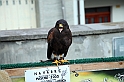 Falconeria_14