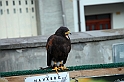 Falconeria_15