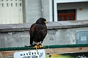 Falconeria_16