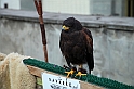 Falconeria_17
