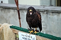 Falconeria_18
