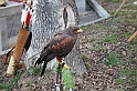 Falconeria_20