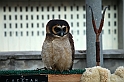 Falconeria_21