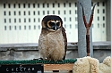 Falconeria_22