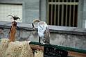 Falconeria_23