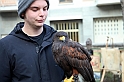 Falconeria_25