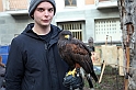 Falconeria_26