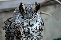Falconeria_27