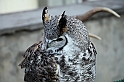 Falconeria_28