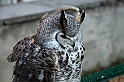 Falconeria_29