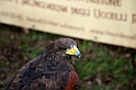 Falconeria_30