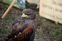 Falconeria_31