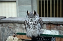 Falconeria_32