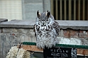 Falconeria_33