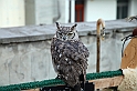 Falconeria_34