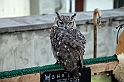 Falconeria_35