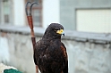 Falconeria_36