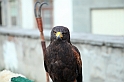 Falconeria_37