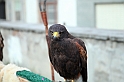 Falconeria_38