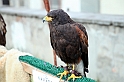 Falconeria_39