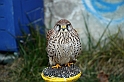 Falconeria_40