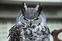 Falconeria_42