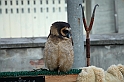 Falconeria_43