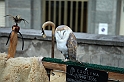 Falconeria_44