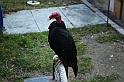 Falconeria_45
