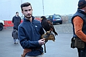 Falconeria_51