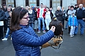 Falconeria_54