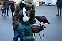 Falconeria_56
