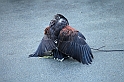 Falconeria_70