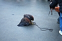 Falconeria_74