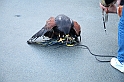 Falconeria_75